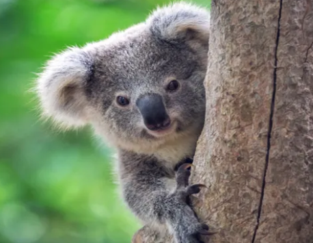 8 Cuddly Facts About Koalas