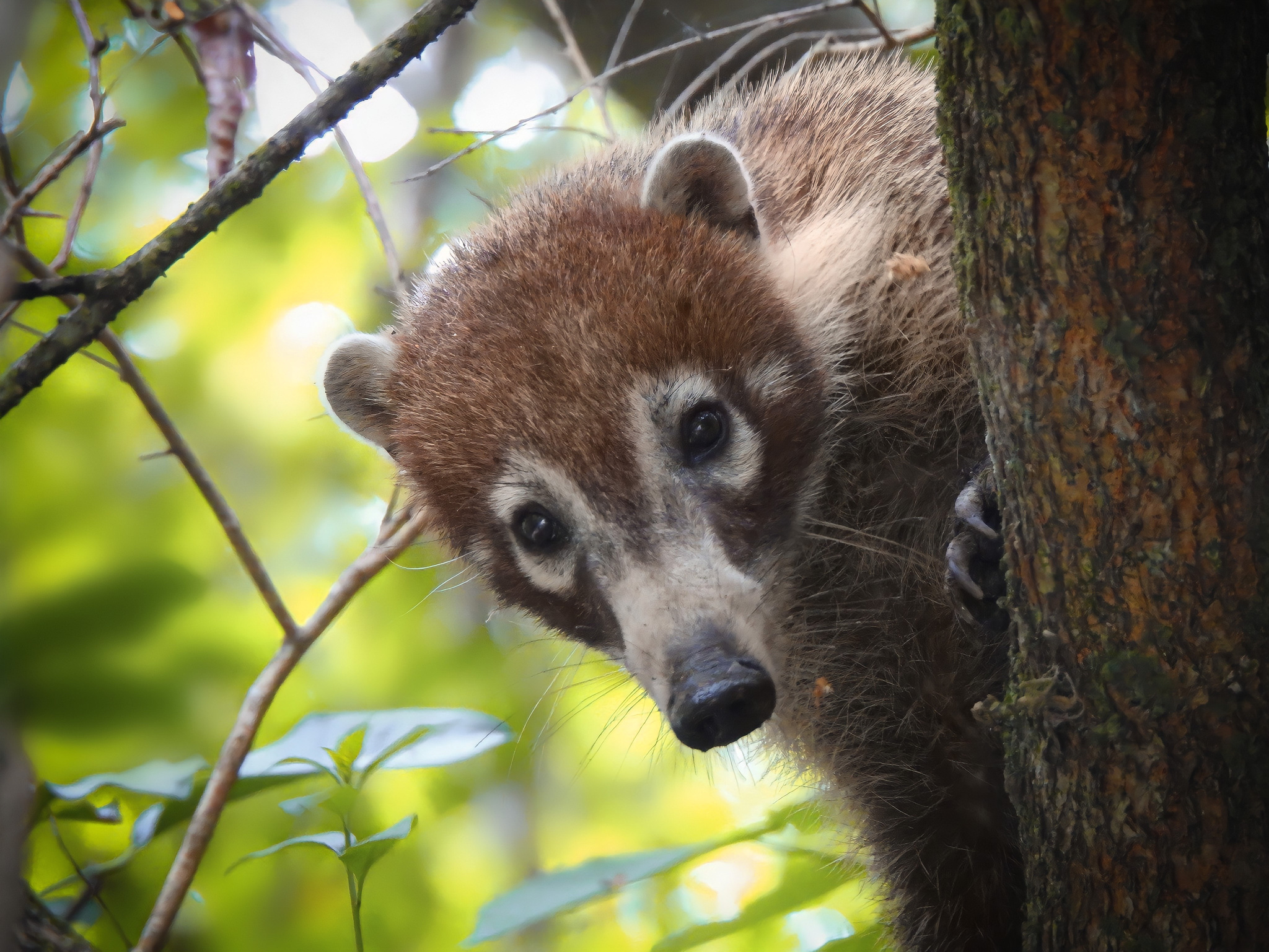 Super Cool Jungle Raccoon – V A A S Lifestyle Mag